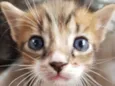 1 Gatinho filhote