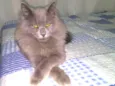 Bob