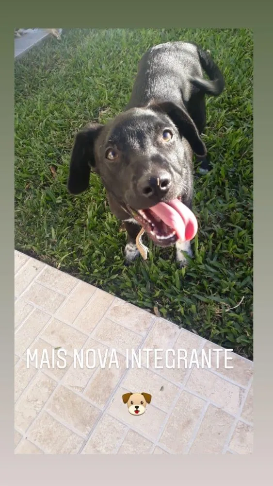 Cachorro ra a Vira lata labrador idade 7 a 11 meses nome Boni