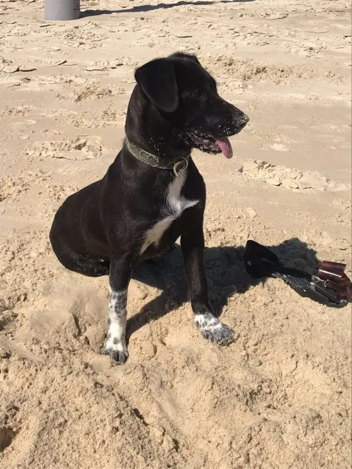 Cachorro ra a Vira lata labrador idade 7 a 11 meses nome Boni