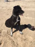 Boni