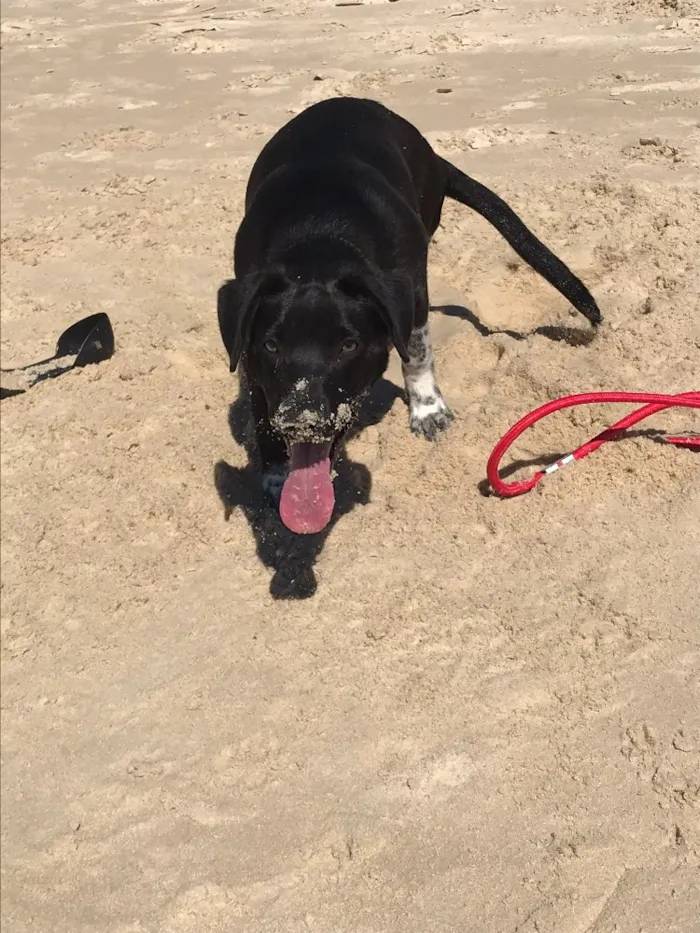 Cachorro ra a Vira lata labrador idade 7 a 11 meses nome Boni