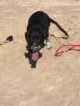 Boni