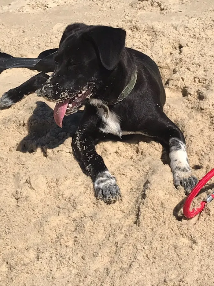 Cachorro ra a Vira lata labrador idade 7 a 11 meses nome Boni