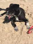 Boni
