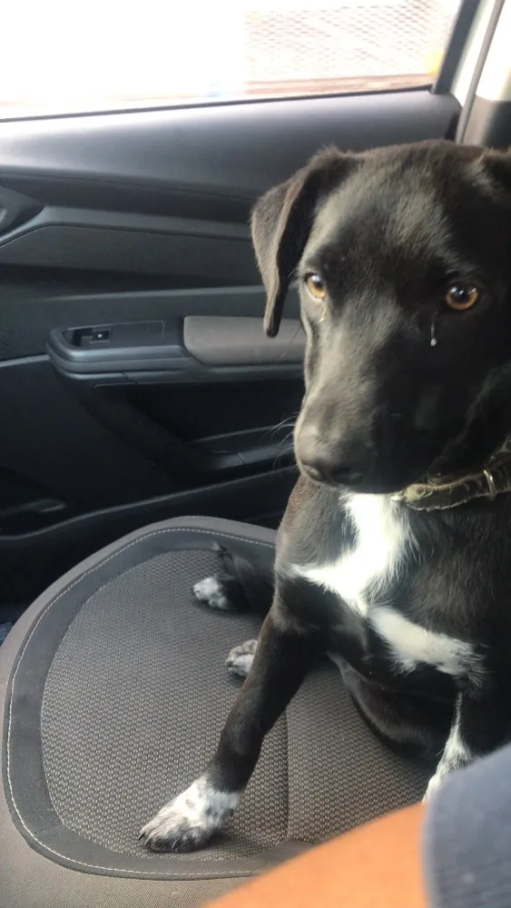 Cachorro ra a Vira lata labrador idade 7 a 11 meses nome Boni