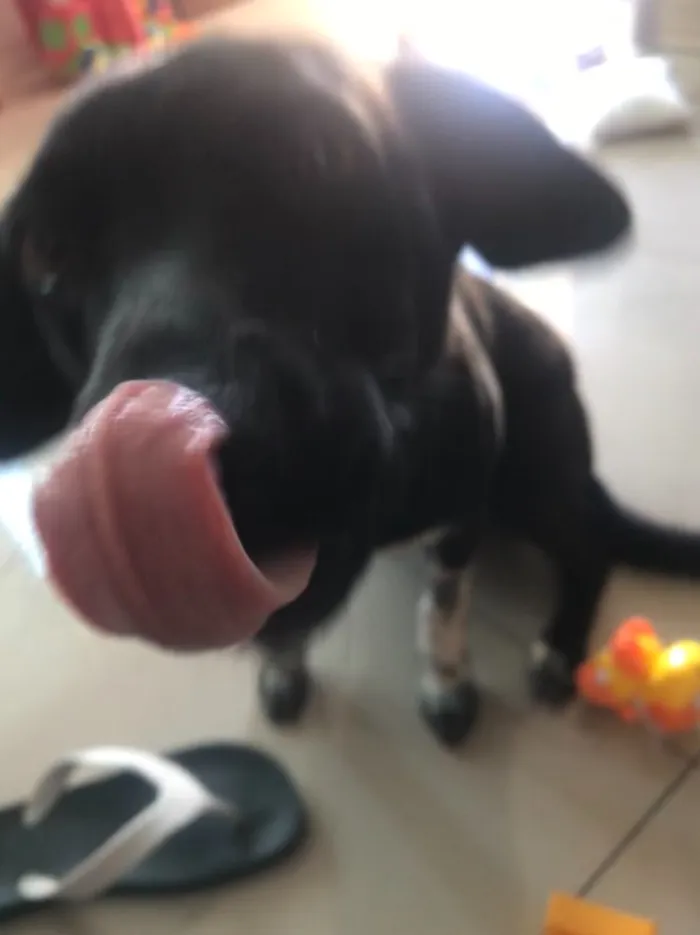 Cachorro ra a Vira lata labrador idade 7 a 11 meses nome Boni