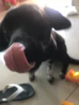 Boni