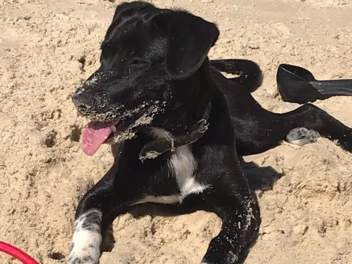 Cachorro ra a Vira lata labrador idade 7 a 11 meses nome Boni