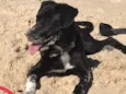 Boni