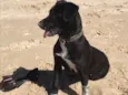 Boni