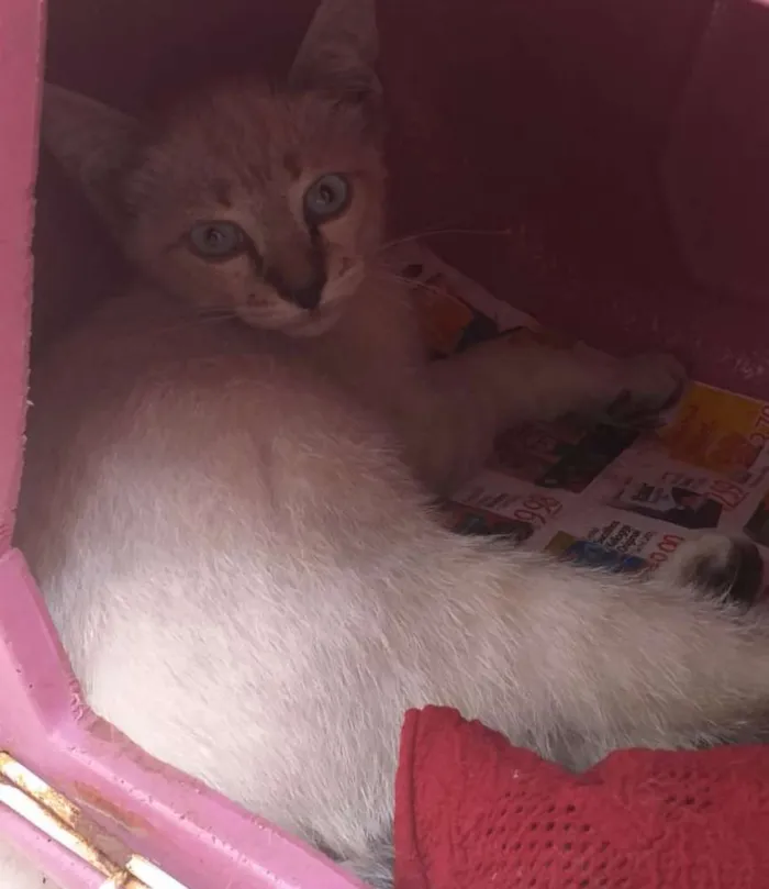 Gato ra a Srd idade 2 a 6 meses nome Raul