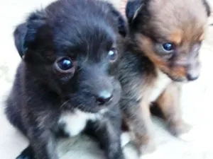 Cachorro raça Srd idade Abaixo de 2 meses nome Filhote