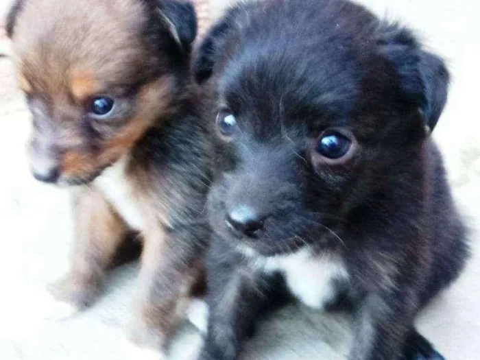 Cachorro raça Srd idade Abaixo de 2 meses nome Filhote