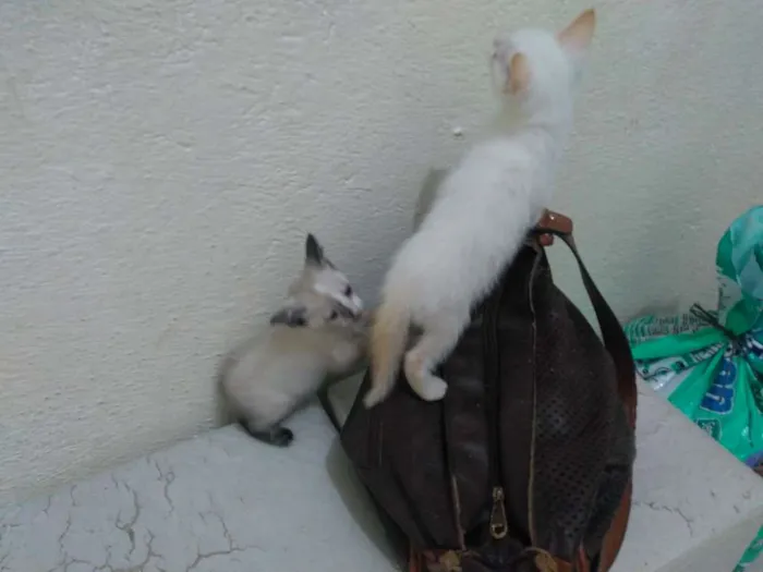 Gato ra a Sem raça definida idade 2 a 6 meses nome Não tem nome