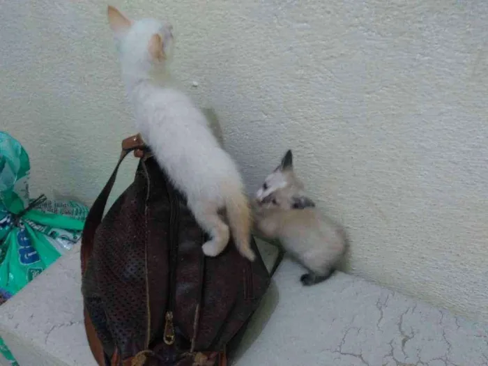Gato ra a Sem raça definida idade 2 a 6 meses nome Não tem nome