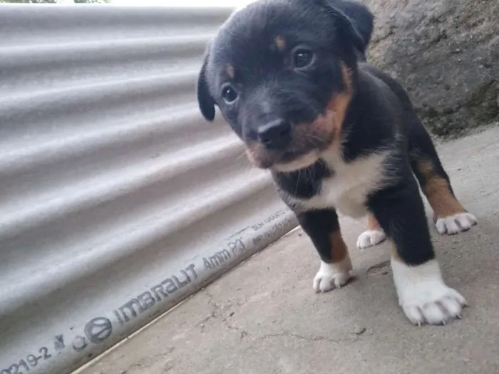 Cachorro ra a Vira lata idade 2 a 6 meses nome Berlo