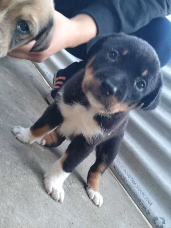 Cachorro ra a Vira lata idade 2 a 6 meses nome Berlo