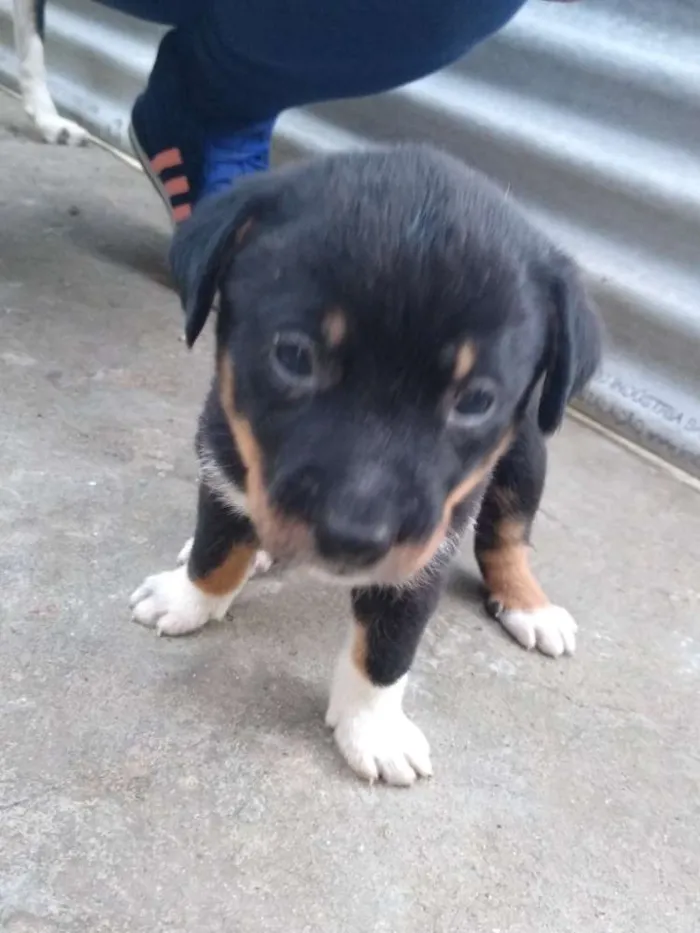 Cachorro ra a Vira lata idade 2 a 6 meses nome Berlo