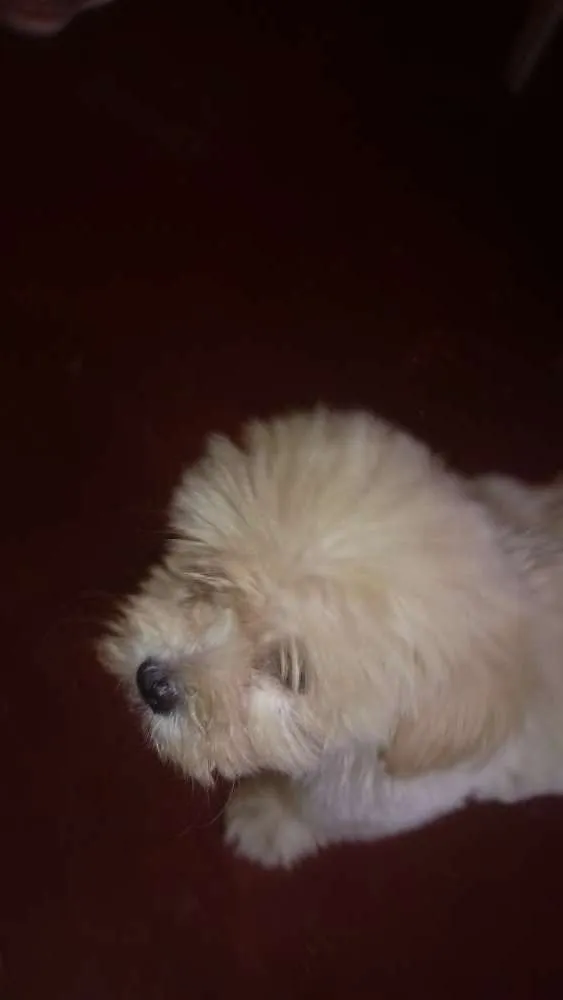 Cachorro ra a Poodle toy idade 2 a 6 meses nome Gohan