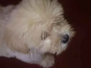 Cachorro raça Poodle toy idade 2 a 6 meses nome Gohan