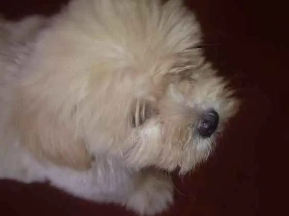 Cachorro ra a Poodle toy idade 2 a 6 meses nome Gohan