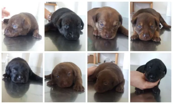 Cachorro ra a SRD idade Abaixo de 2 meses nome Bebês