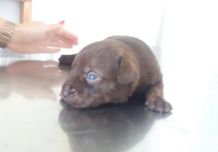 Cachorro ra a SRD idade Abaixo de 2 meses nome Bebês
