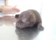 Bebês