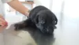 Bebês