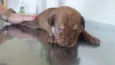 Bebês
