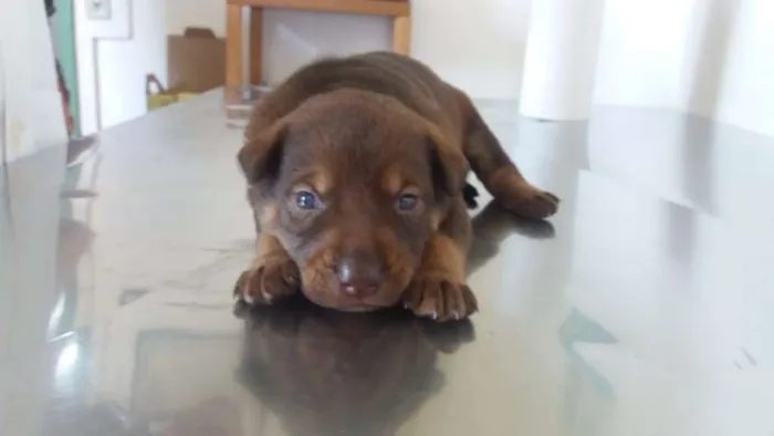 Cachorro ra a SRD idade Abaixo de 2 meses nome Bebês