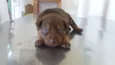 Bebês
