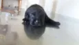 Bebês