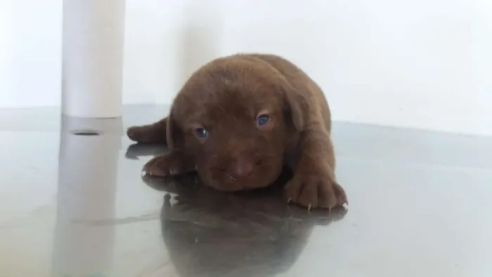 Cachorro ra a SRD idade Abaixo de 2 meses nome Bebês