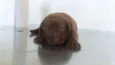 Bebês