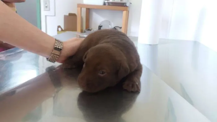 Cachorro ra a SRD idade Abaixo de 2 meses nome Bebês