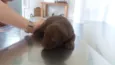 Bebês