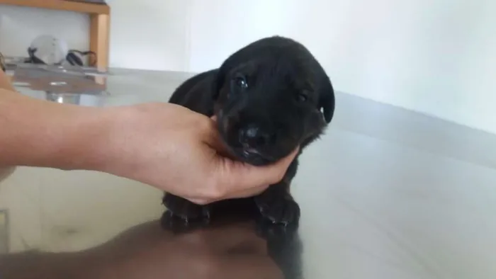 Cachorro ra a SRD idade Abaixo de 2 meses nome Bebês