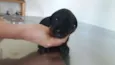 Bebês