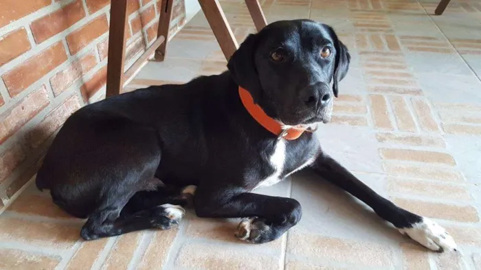 Cachorro raça  SRD idade 6 ou mais anos nome Montanha