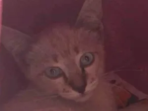 Gato raça Srd idade 2 a 6 meses nome Raul