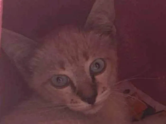 Gato ra a Srd idade 2 a 6 meses nome Raul