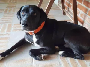 Cachorro raça  SRD idade 6 ou mais anos nome Montanha