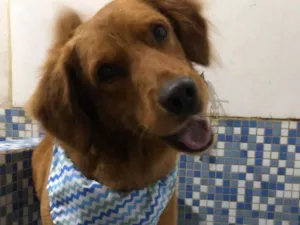 Cachorro raça Golden mix idade 1 ano nome Balu