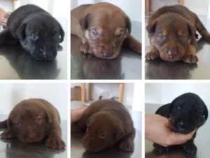 Cachorro raça SRD idade Abaixo de 2 meses nome Bebês