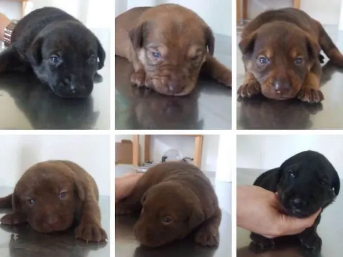 Cachorro ra a SRD idade Abaixo de 2 meses nome Bebês