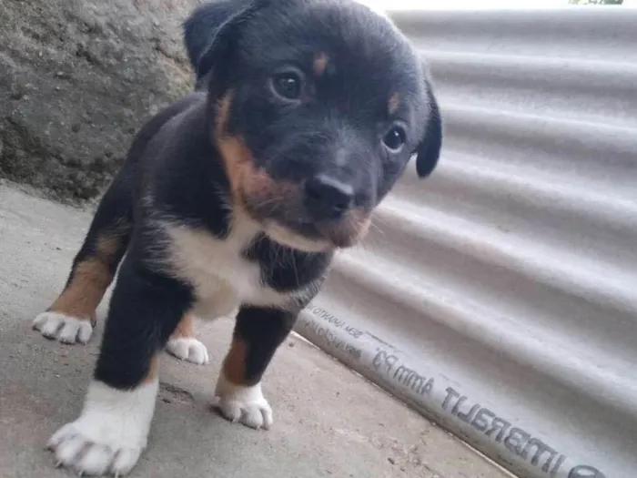 Cachorro ra a Vira lata idade 2 a 6 meses nome Berlo