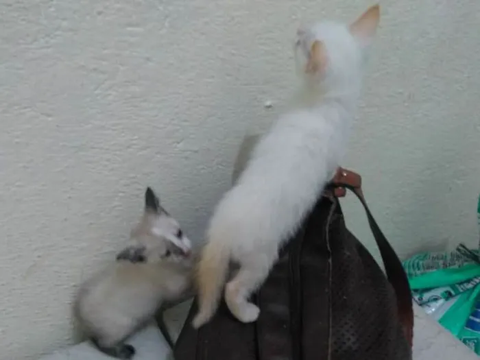 Gato ra a Sem raça definida idade 2 a 6 meses nome Não tem nome