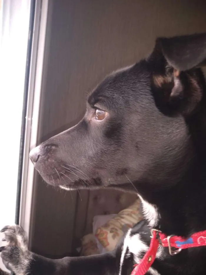 Cachorro ra a Vira latas idade 7 a 11 meses nome Luke